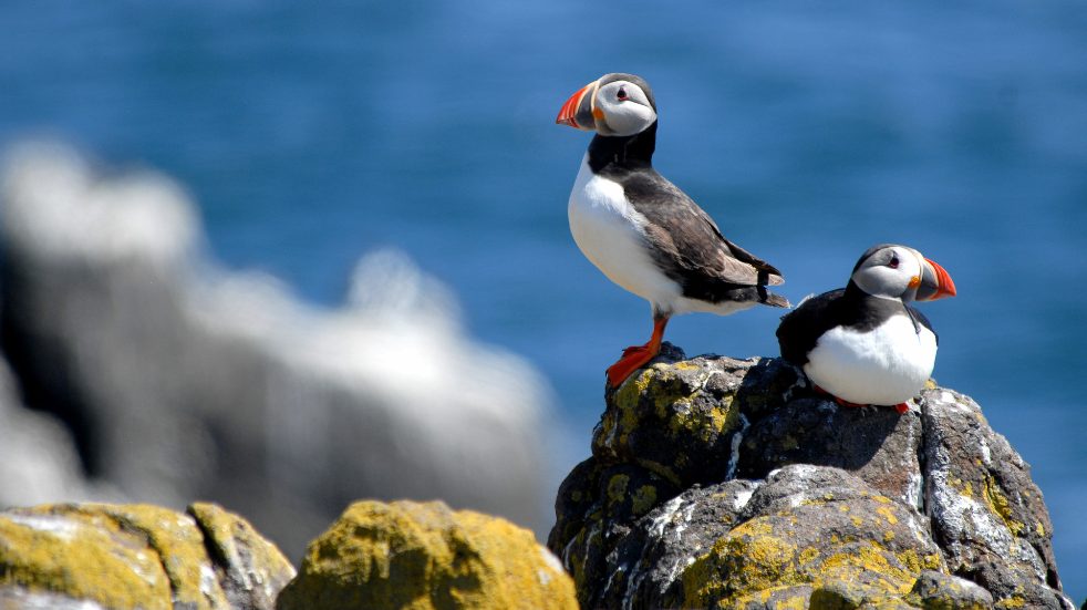 Lundy Island puffins